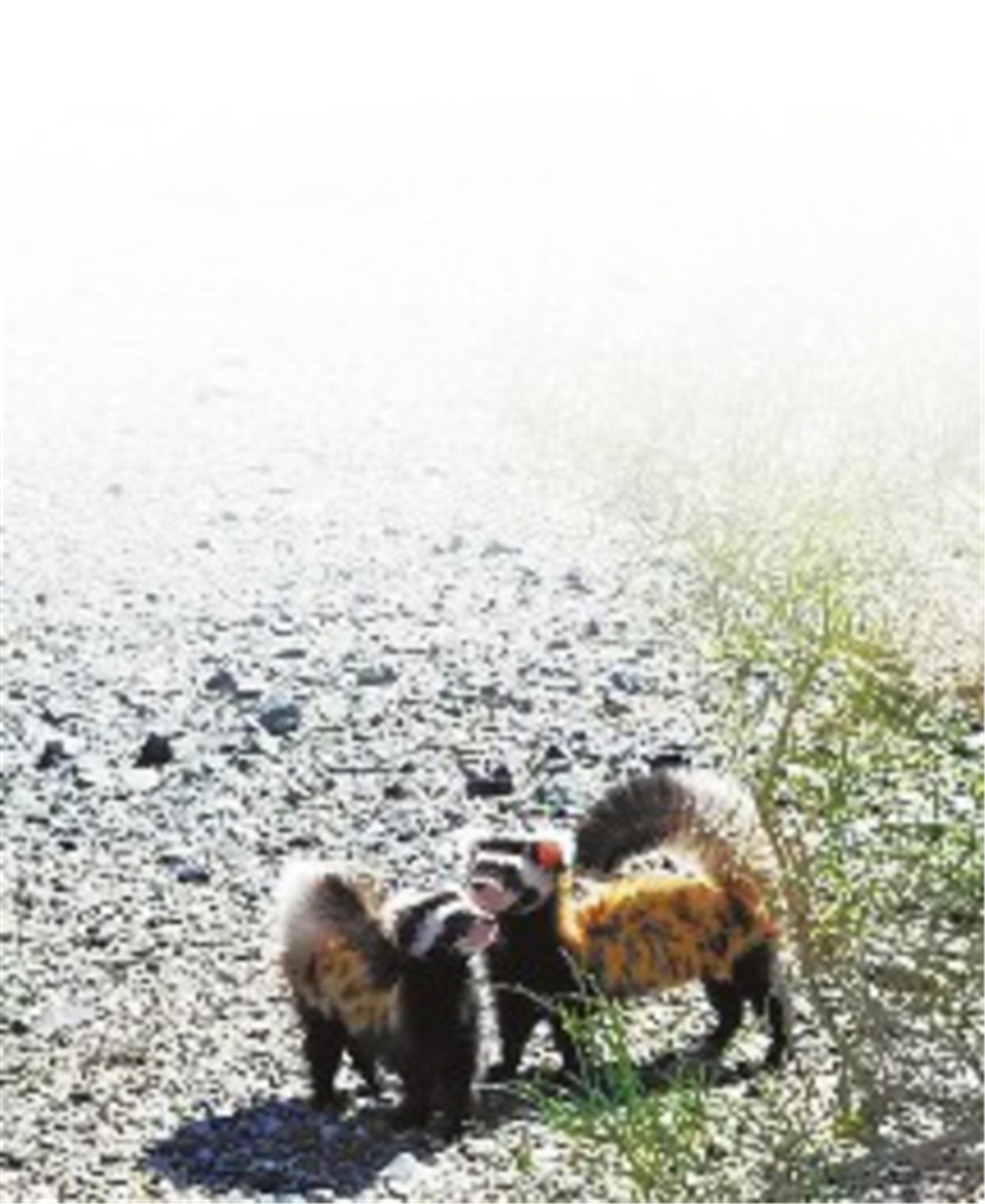 沙漠捕鼠高手视频,新疆沙漠中长相奇特的小老鼠