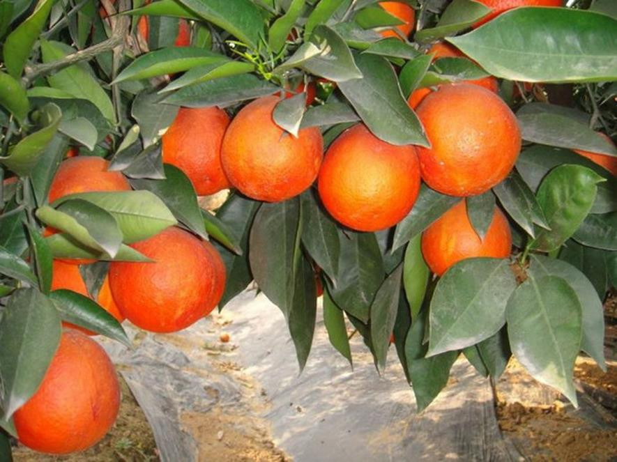 百种味道的果子,百种果实图片