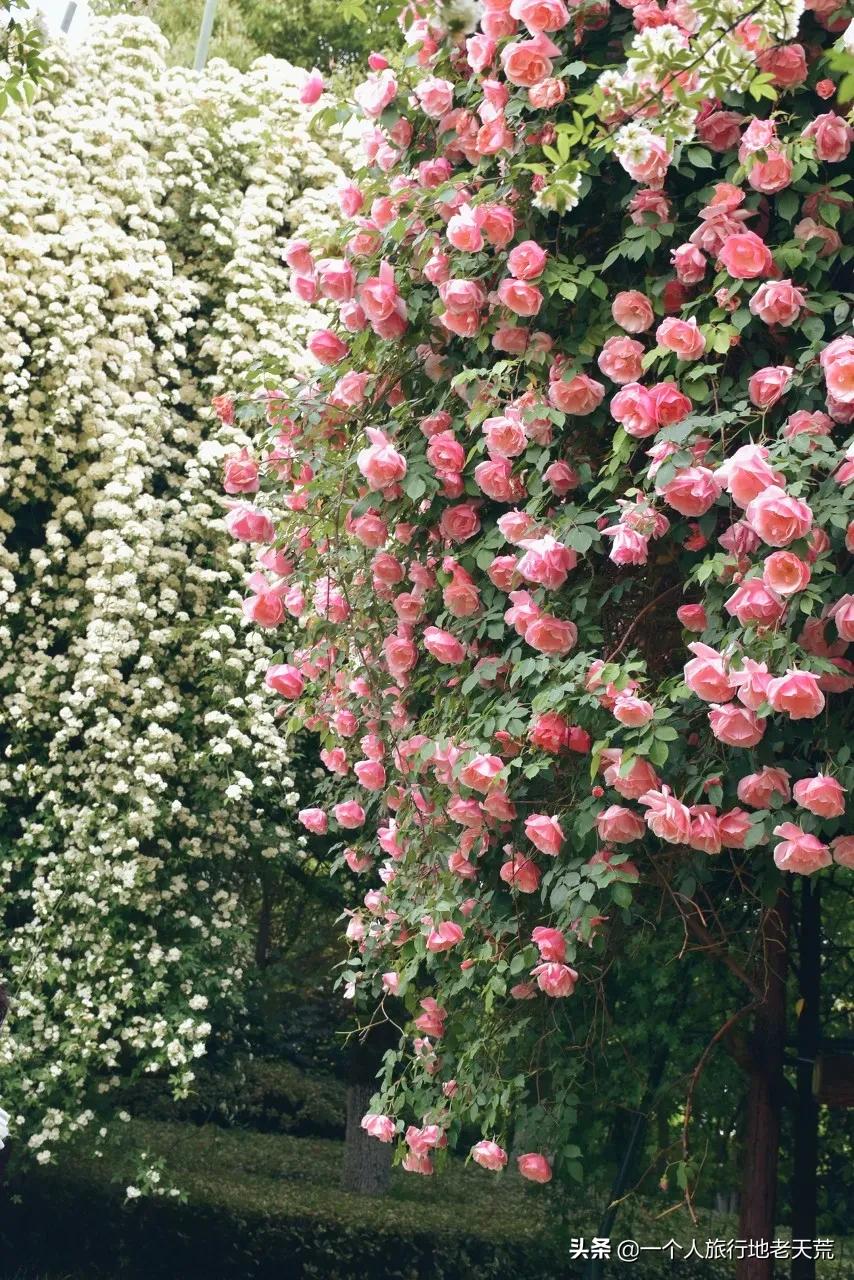 江苏这个“快乐”的城市,颜值不输苏杭,连苏东坡都在这养老