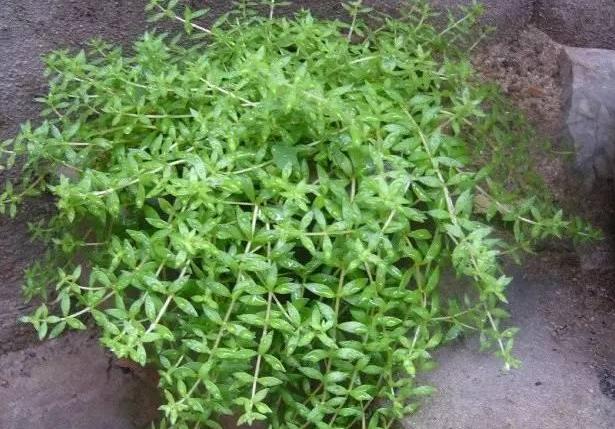 水养花为什么花根容易烂,花根浇水过多腐烂怎么治疗