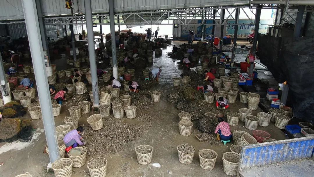 卖光家产！身背巨债！绝望中，他靠一种薄壳的小东西，年赚百万