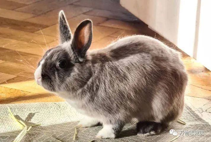 兔子不止爱吃胡萝卜,兔子有只眼睛看不见黑瞳都是白的