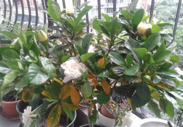 栀子花黄叶的原因及处理方法图片,栀子花有黄叶就应该把黄叶摘掉吗