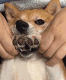 ppt一直在翻页停不下来怎么办,ppt放映中点击鼠标为什么不能翻页