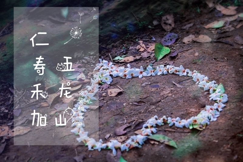 隐世原乡，又见桐花开。