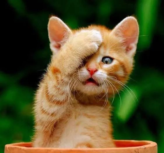 maxmara大衣哪款适合小个子,maxmaraweekend大衣