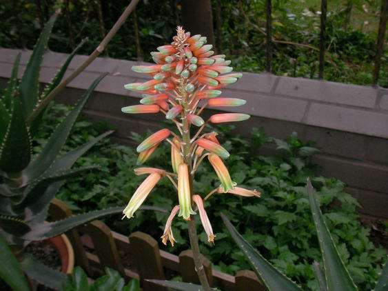 芦荟养护用什么肥料好,芦荟要开花了上什么肥料好