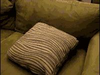 每只猫的名字都能叫出来,一只小公猫的名字