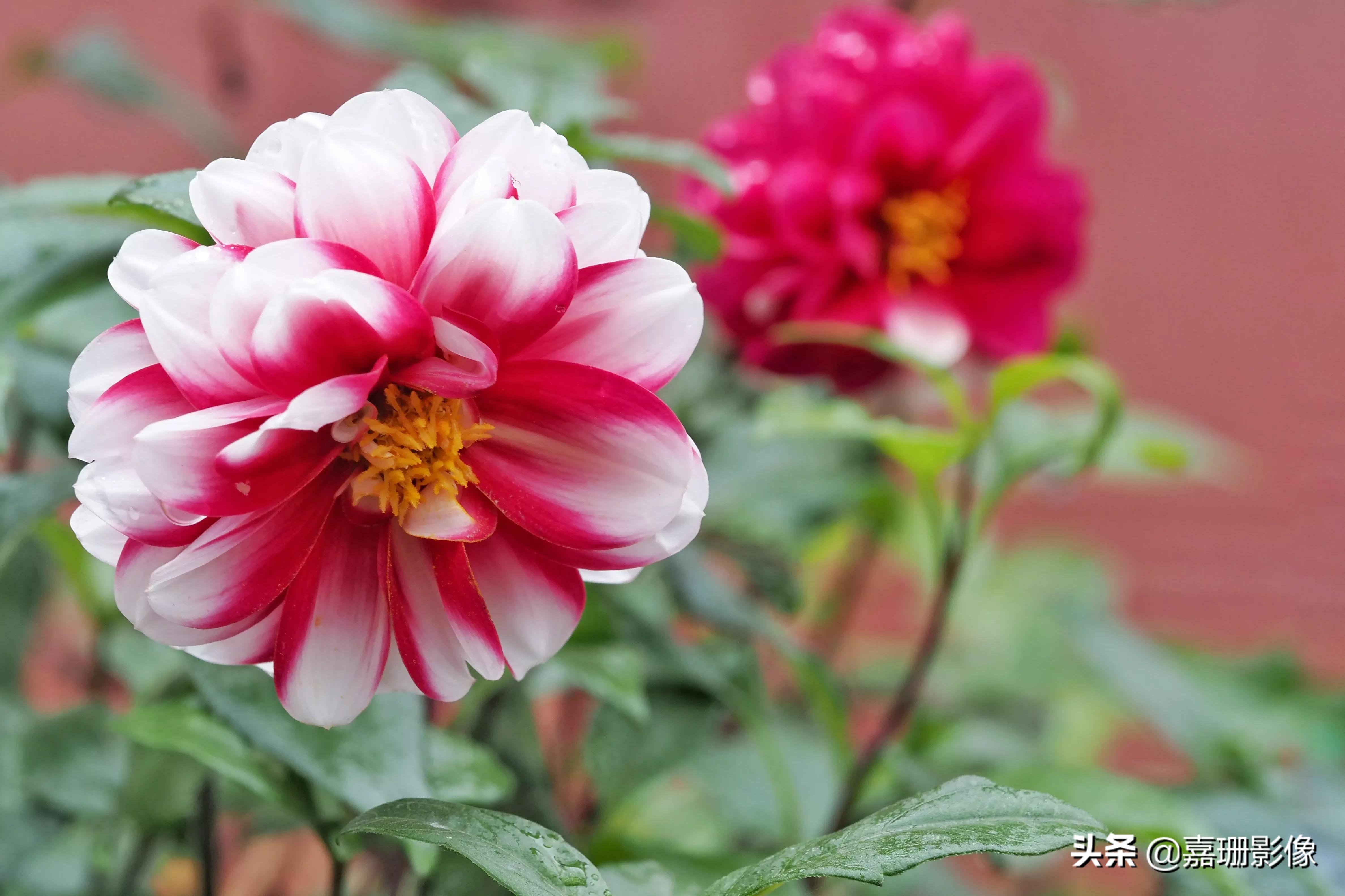 看看花容，听听花语2020年我镜头里的百种花卉