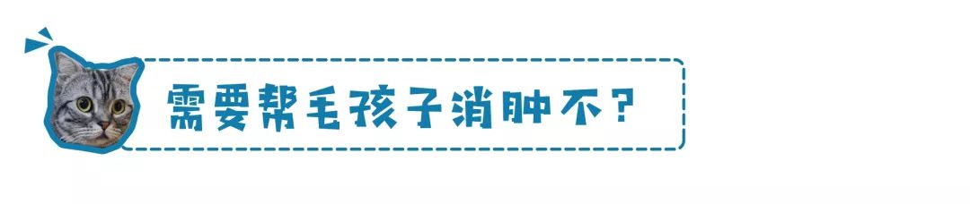 铲屎官请注意什么,铲屎官睫毛