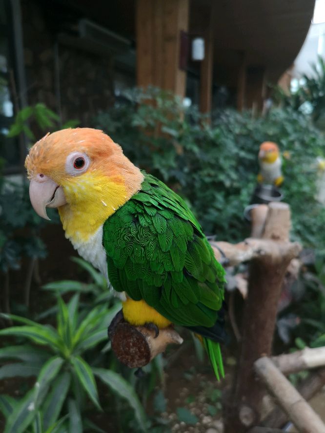 鹦鹉界最容易养熟的几大鹦鹉,鹦鹉界最容易养熟的鹦鹉