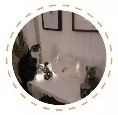 白色猫病,爱喝水的猫得了什么病