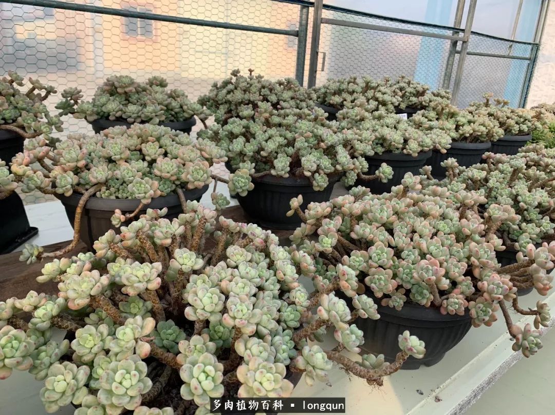 肉叔带你走遍韩国多肉大棚,记一次精彩的采摘之旅