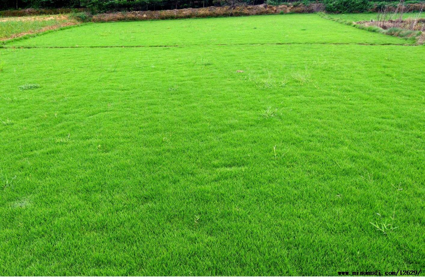 冷季型暖季型马尼拉,西南地区草皮