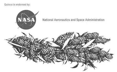 哪种藜麦口感好,为什么藜麦能量高但是不胖