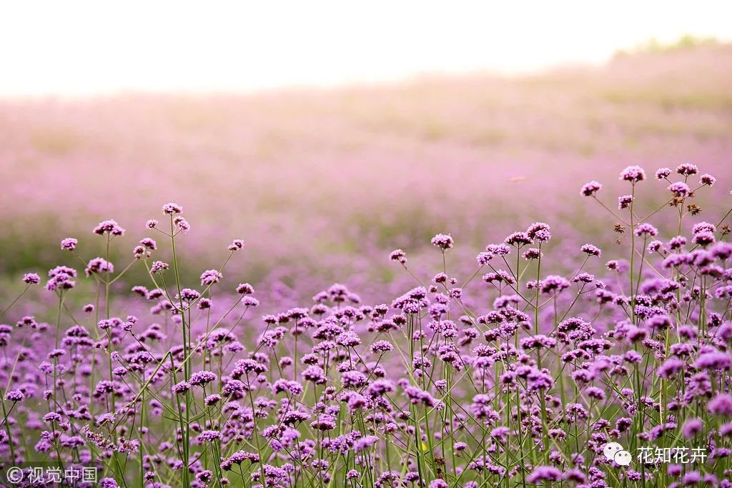 衣草精油真假辨别方法视频,薰衣草真假辨别图解大全