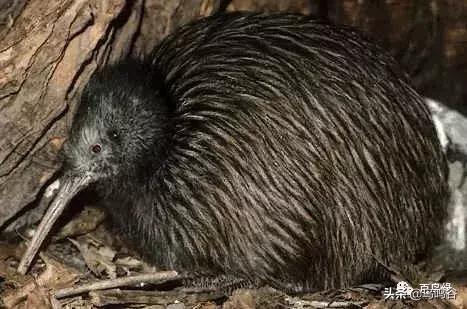 各国国鸟国宝有哪些,各国国鸟大小排名