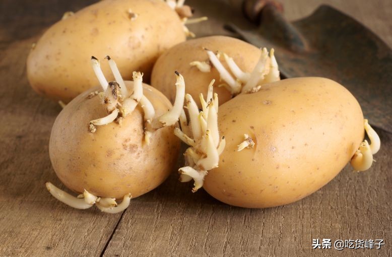 春天发芽的土豆吃了怎么办,春天吃土豆的危害