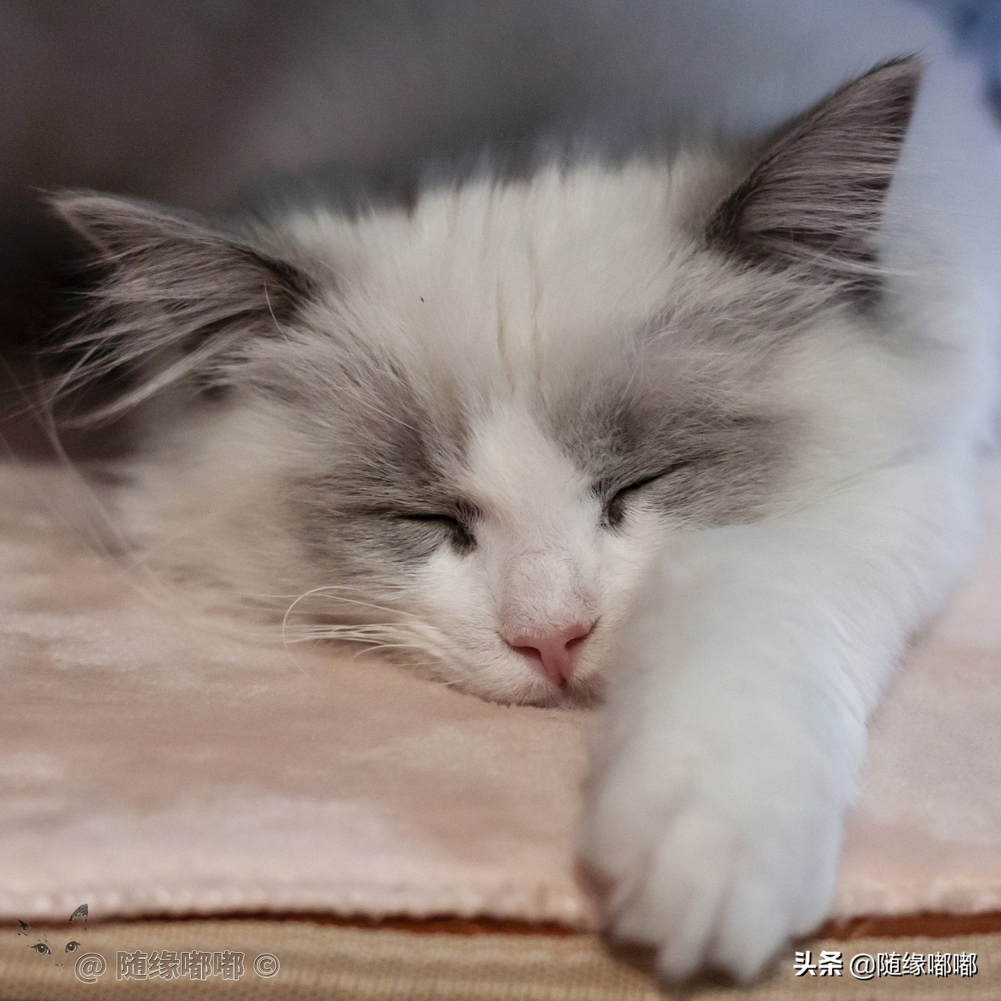 猫咪疫苗过敏脸肿,猫咪打疫苗过敏是什么原因