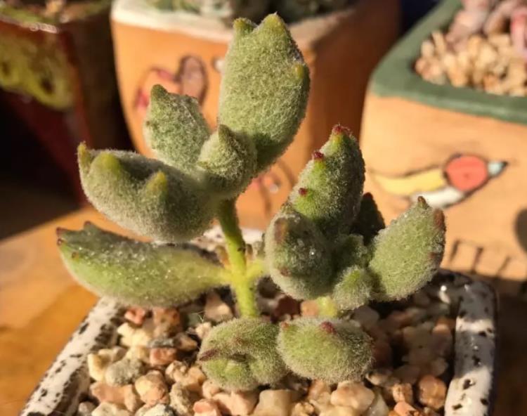 多肉熊童子叶片掉了怎么办,熊童子多肉快速版全部开花过程