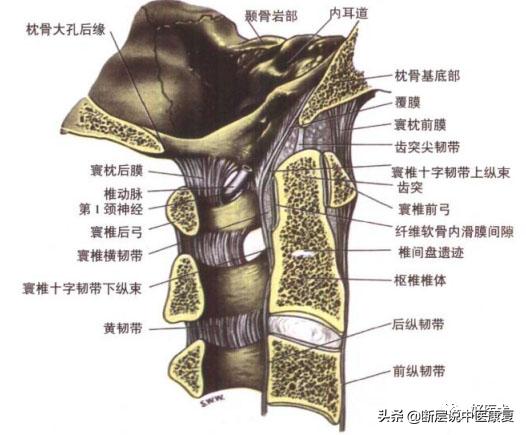 脊柱韧带的走行与位置,脊柱相关病九大诊治区图