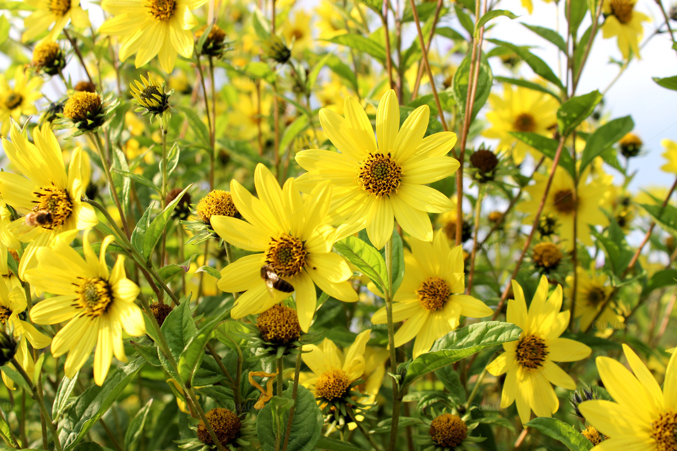 每个十一月生日对应的生日花,365天每天代表生日的花有哪些