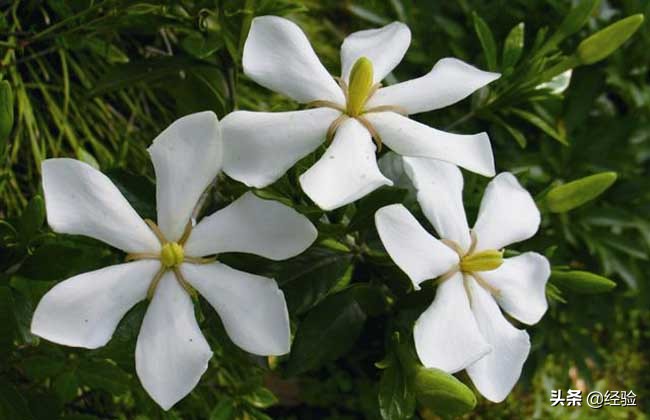 栀子花的施肥,栀子花的繁殖方法和注意事项