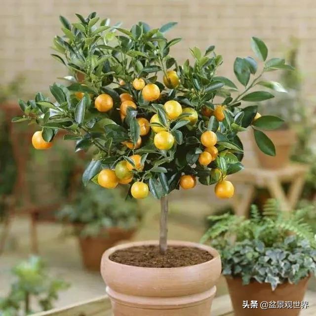 金桔不掉叶怎么办,年前买回盆栽金桔年后怎么种
