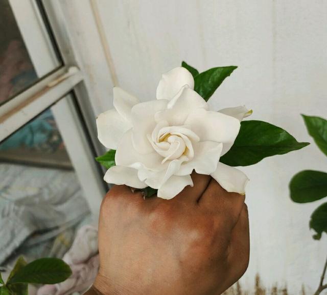 盆栽栀子花叶子干枯怎么办,栀子花放在阳台叶子发蔫怎么补救