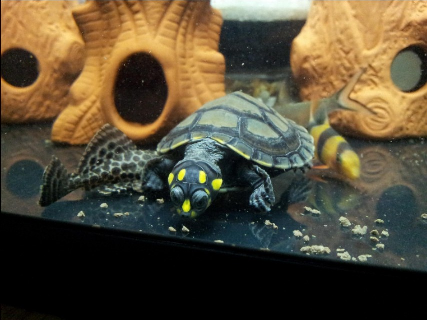 水族箱养鱼龟混养造景,热带鱼混养龟最佳搭配