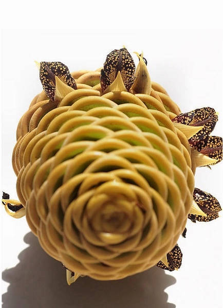 保证你没见过的新奇特植物 (令人大开眼界的植物世界)