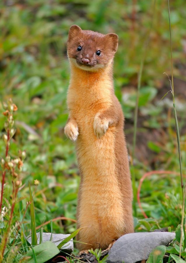 安徽一药店闯进黄鼠狼，民警惨遭臭屁攻击，黄鼠狼的屁有害吗？