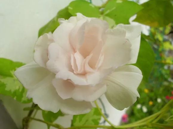 牵牛花到处游,牵牛花随便种