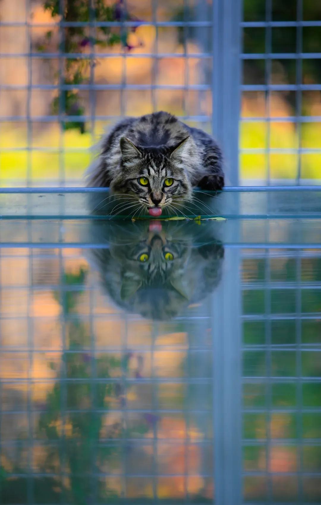 马霸霸|风度翩翩花荣荣