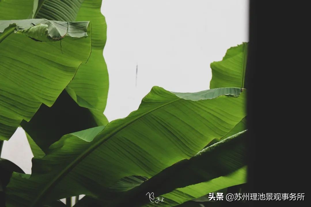 给我讲解一下拙政园的来历,拙政园最完整的讲解