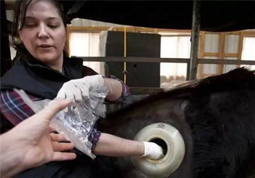 为什么牛背上会开洞,为什么会给牛身上打洞