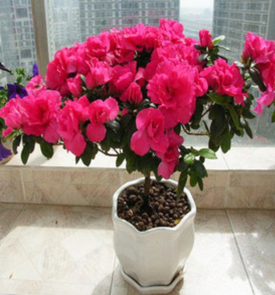 养花怎么避免土壤碱化板结,养花土壤板结掉叶子怎么处理