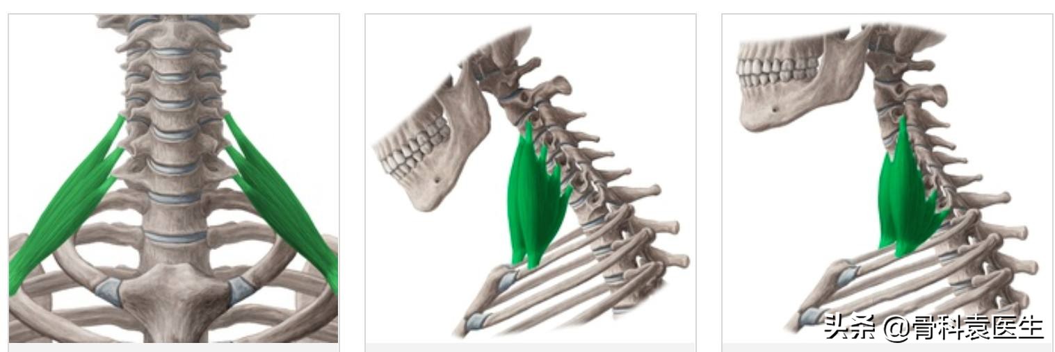 后背疼痛一招就搞定,中医骨科后背疼痛