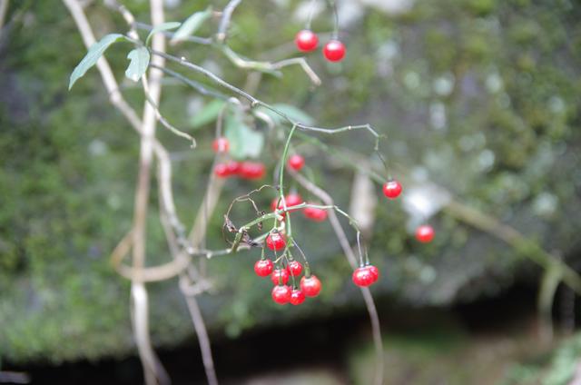 广西贺州姑婆山旅游攻略,广西姑婆山风景美吗