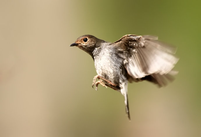 小鸟倒在地上怎么急救,小鸟受伤了怎么给自己治病
