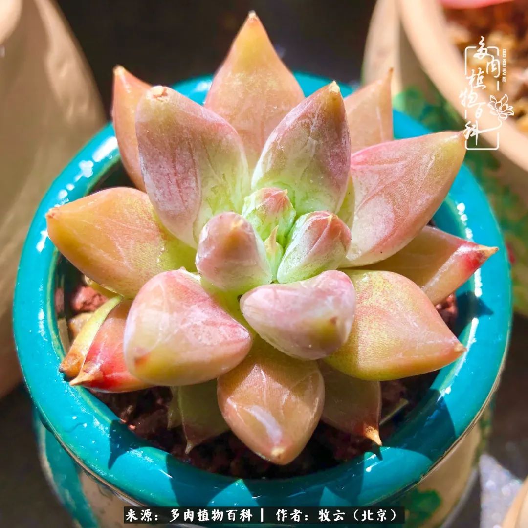 多肉植物一样的生机勃勃,多肉生活充满诗意