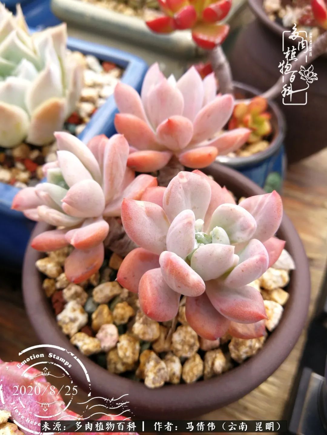 熬过了夏天的多肉,多肉熬过夏天惊艳整个秋天