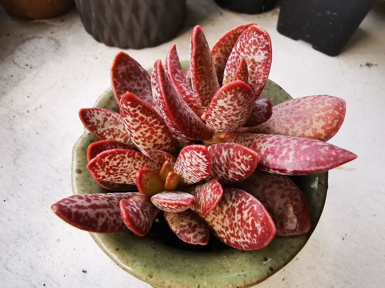 多肉砍头的怎么养,多肉怎么砍头才能爆发