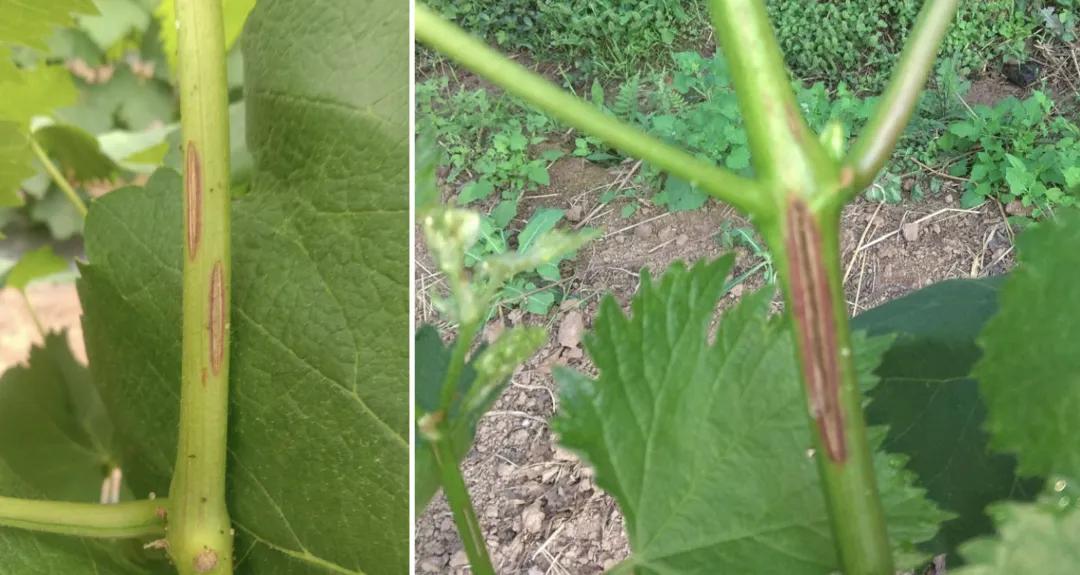 葡萄枝条上的病害图片,葡萄果实开裂什么病害