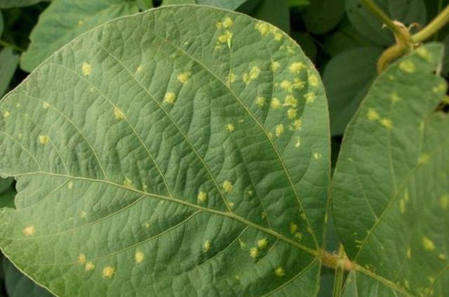 大豆如何种植更高产?从种到收需要哪些管理?农户们该怎么做?