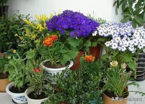 5种小垃圾养花却是宝贝,家里的废物垃圾怎么养花好