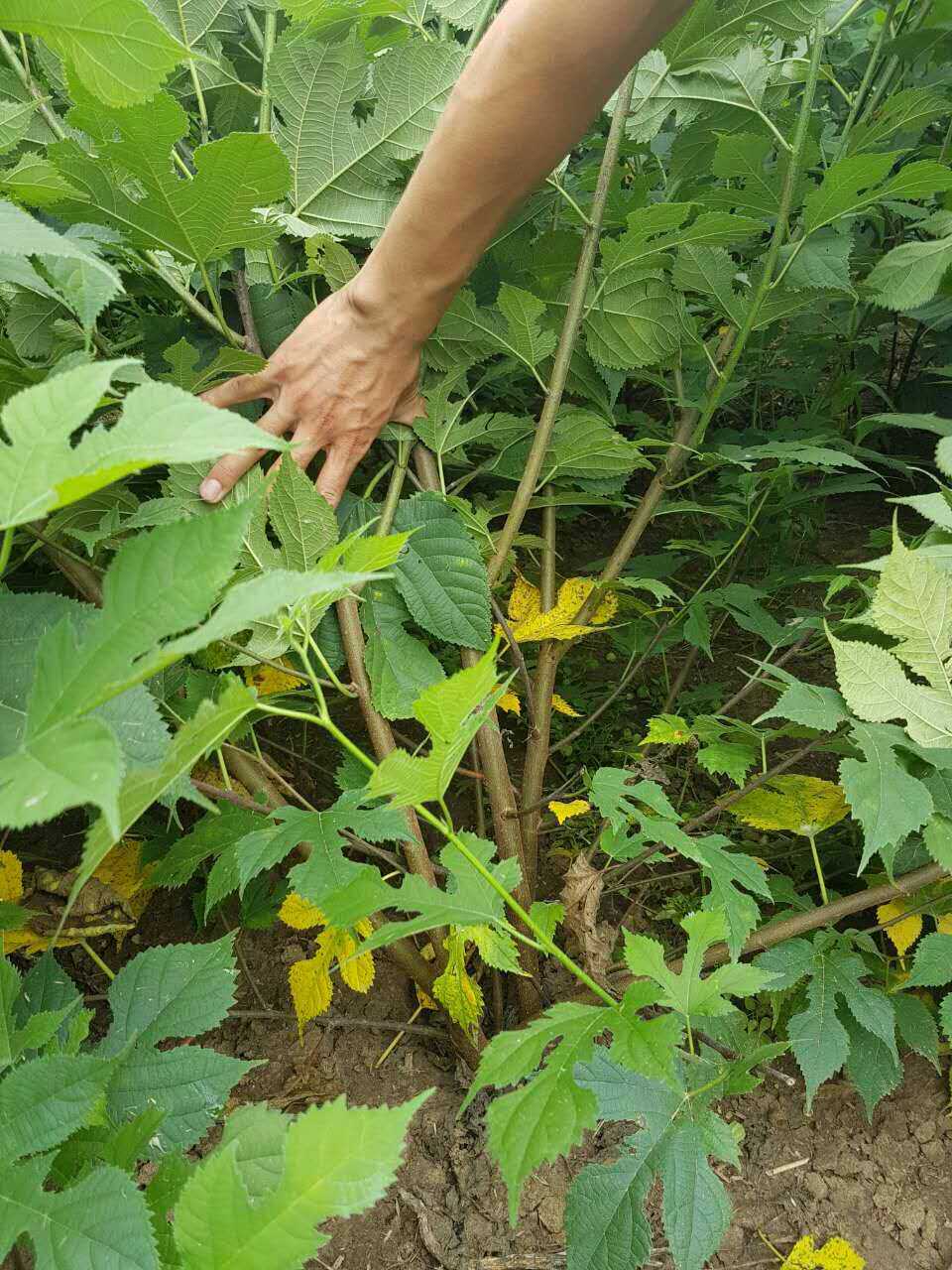 房顶长出杂草怎样消灭,墙里长出的草怎么清除