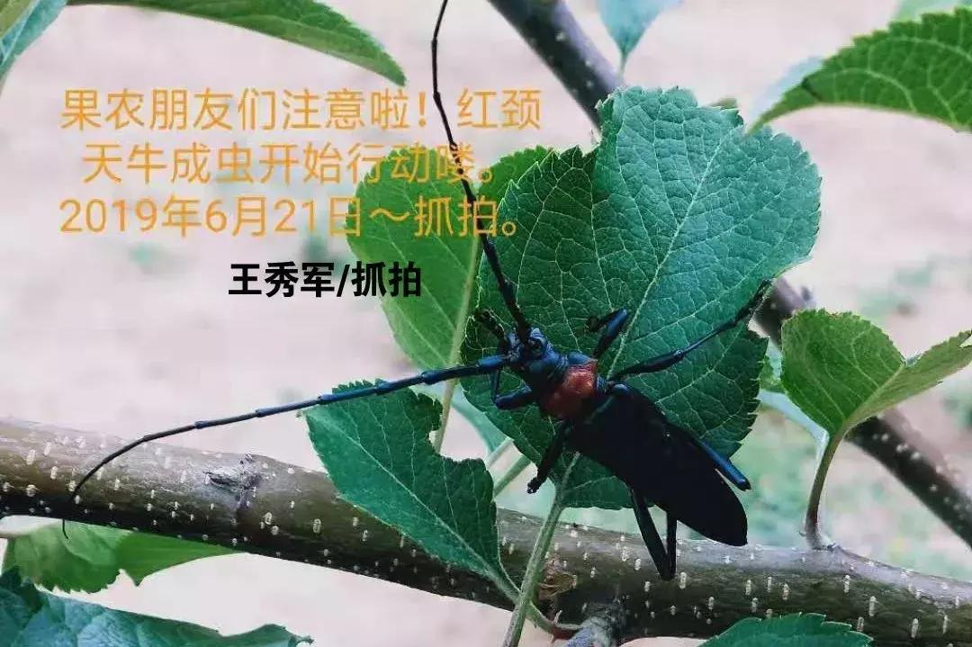 苹果树钻木虫怎样防治,钻木虫怎么消灭最快