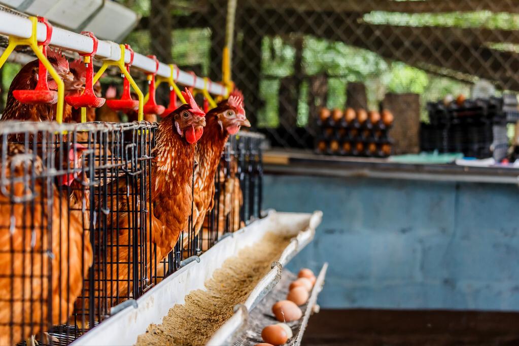 养鸡大棚内氨气太重怎么办,养鸡场恶臭气体怎么解决