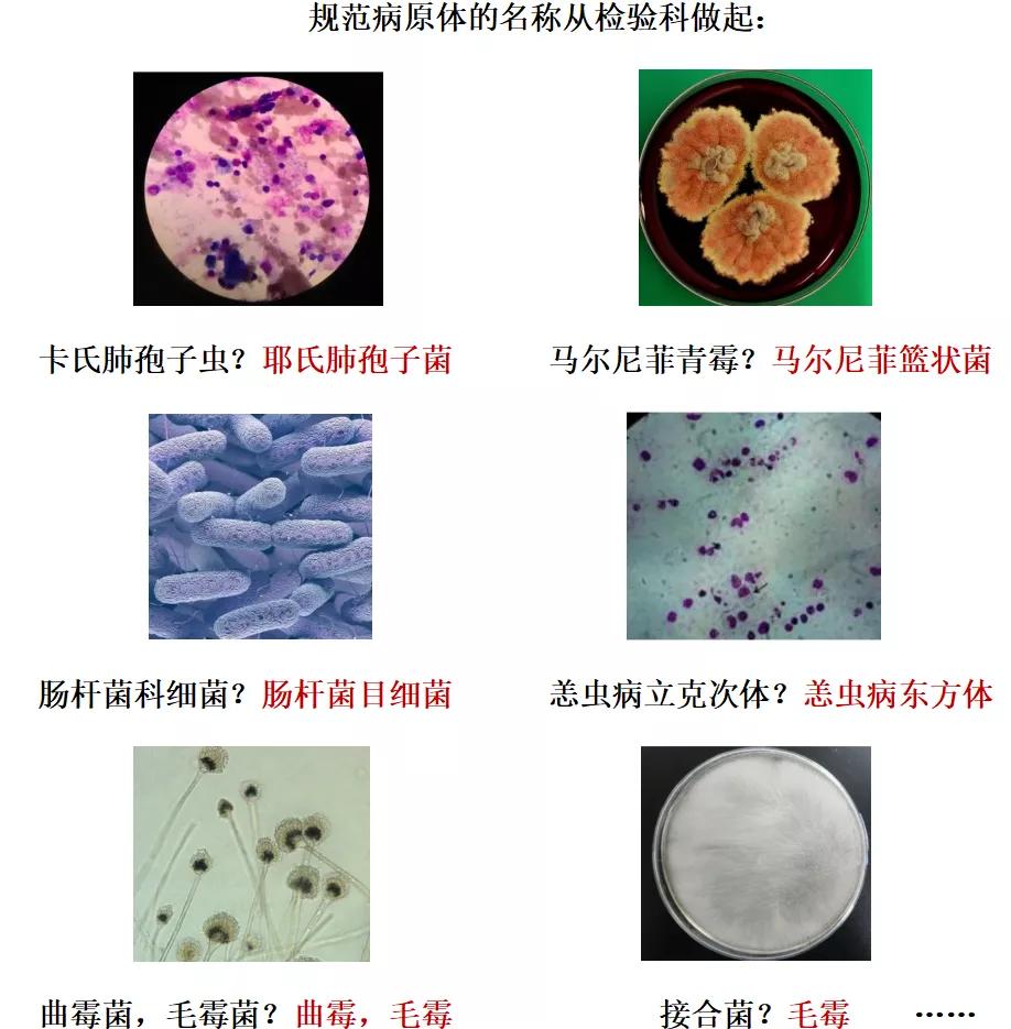 痰标本有哪些,痰标本细菌涂片报告单解读